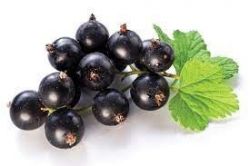 Ovocný džem od Sedmikrásky - Černý rybíz jednodruhové ovoce, bez přídavků jablek apod., poměr ovoce : cukr - 2:1, s přídavkem vitamínu C. 520 ml Rodinná farma Sedmikráska