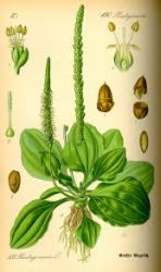 Sedmikráska bylinný sirup Jitrocel - normální funkce dýchací soustavy , jater, trávení , antioxidant, imunita Rodinná farma Sedmikráska